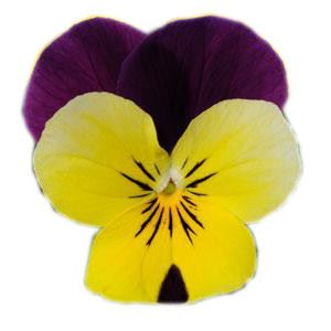 Bild von Viola P9 kleinbloemig Yellow purple wing